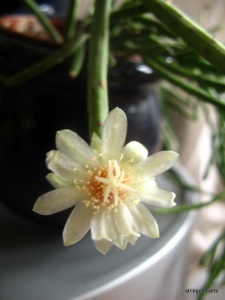Rhipsalis neves-armondii f megalantha flower