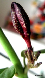Ceropegia rupicola flower
